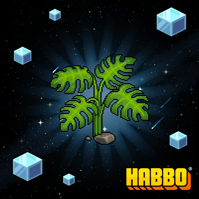 Cheese Plant